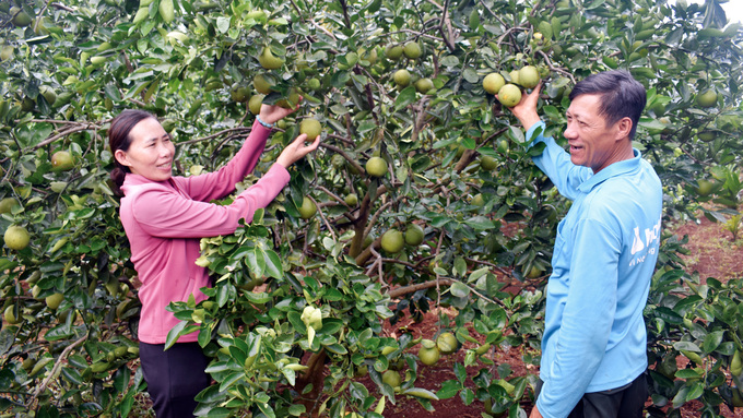 Vợ chồng chủ vườn giống cam đỏ Lâm Đồng bội thu tại tỉnh Đắk Lắk