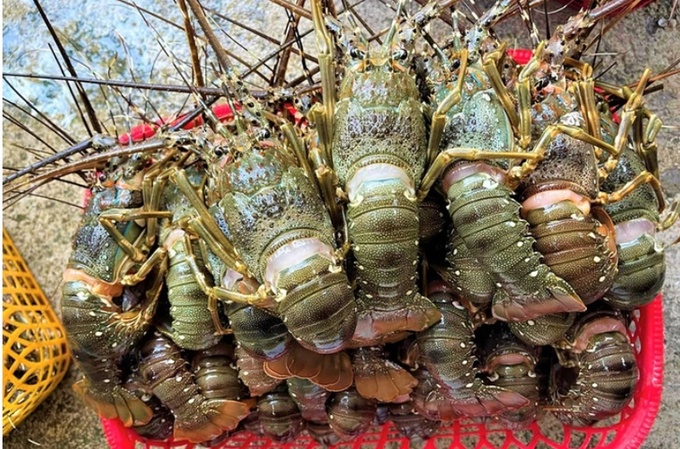 Trung Quốc chưa có thông báo về việc tạm dừng nhập khẩu tôm hùm bông từ Việt Nam - Ảnh: THỤC NGHI
