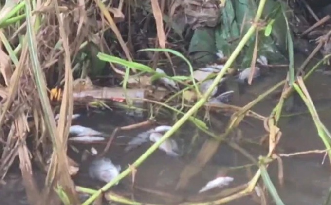 Cá chết ở suối Bí, đoạn qua xã Hưng Lộc, huyện Thống Nhất.