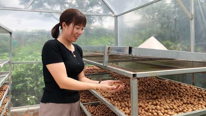 Chị Phạm Thị Vóc kiểm tra mắc ca phơi trong nhà kính