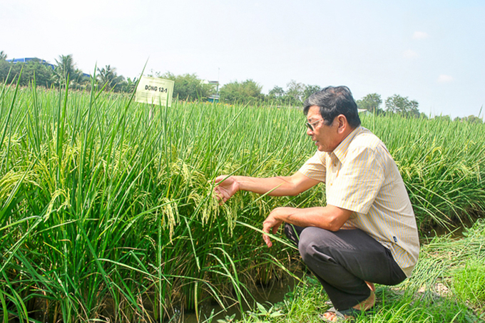Kỹ sư Hồ Quang Cua và nhóm nghiên cứu vẫn miệt mài nâng cao chất lượng cho hạt gạo thơm ST. Ảnh: Tích Chu.