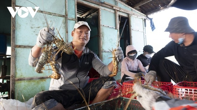 Tôm hùm bông đang gặp khó trong tiêu thụ