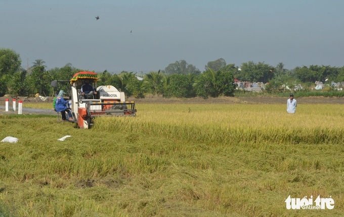 Năm nay giá lúa tại các huyện phía đông của tỉnh Tiền Giang cao kỷ lục, mang lại lợi nhuận tốt cho nông dân trồng lúa