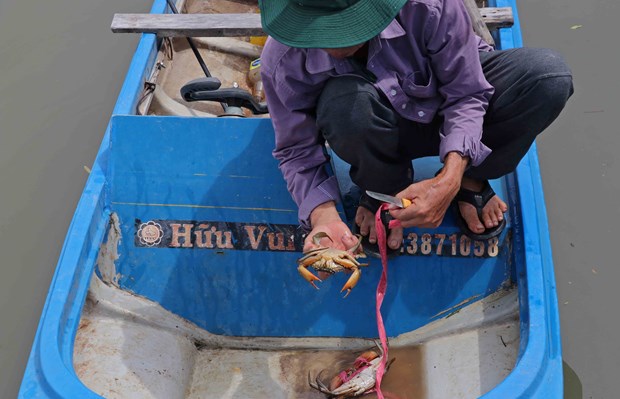 Nghề nuôi cua của nông dân Cà Mau phần lớn vẫn là thả nuôi tự nhiên trong vuông tôm. Do đó, vào những thời điểm nhất định, khi sức hút của thị trường lớn thì sản lượng cũng khó lòng đáp ứng được. Ảnh: Huỳnh Anh- TTXVN