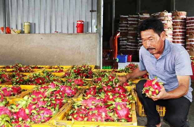 Trái thanh long Chợ Gạo của tỉnh Tiền Giang đã được Cục Sở hữu trí tuệ cấp bảo hộ nhãn hiệu tập thể. Ảnh: Hữu Chí - TTXVN