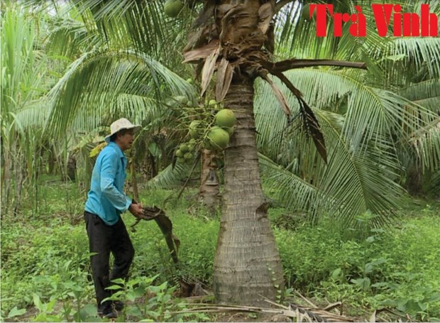 Nông dân chăm sóc vườn dừa theo tiêu chuẩn hữu cơ. Ảnh: baotravinh.vn