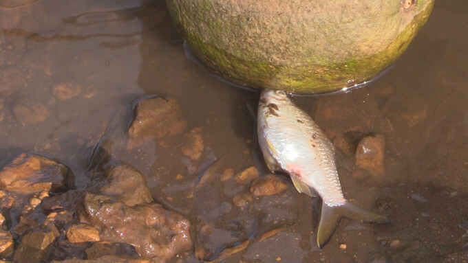 Cá chết gần khu vực xả thải