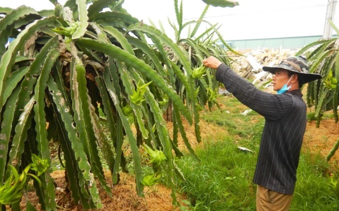 Nông dân tỉnh Bình Thuận, chăm sóc thanh long