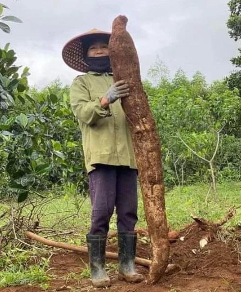Bà Lựu bên củ mì khổng lồ mà gia đình vừa đào được
