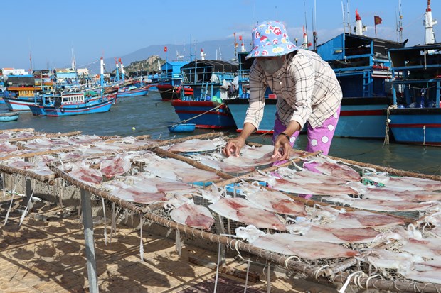 Mực tươi được phơi dưới nắng, gió ở vùng biển Đầm Nại (thị trấn Khánh Hải, huyện Ninh Hải) cho chất lượng thơm ngon. Ảnh: Nguyễn Thành – TTXVN