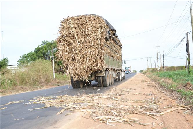 Các xe tải chở mía quá khổ làm rơi rớt cây mía nguyên liệu xuống đường, tiềm ẩn nguy cơ tai nạn giao thông.