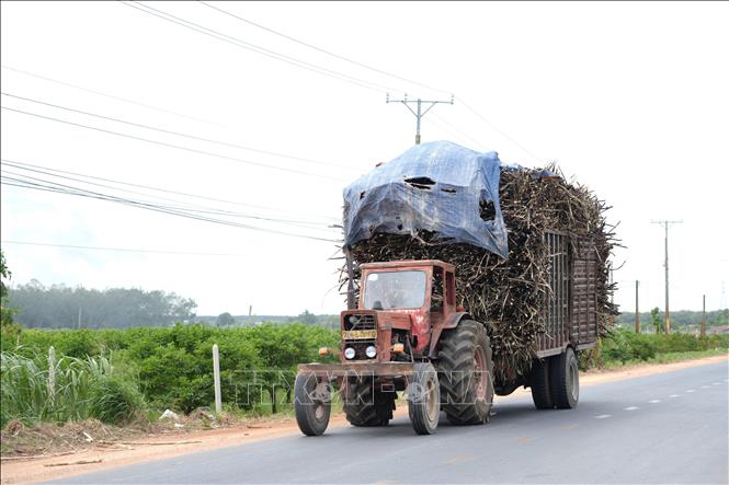 Xe công nông chở cây mía nguyên liệu lưu thông trên đường DT781B, địa phận xã Tân Hưng, huyện Tân Châu, tỉnh Tây Ninh.