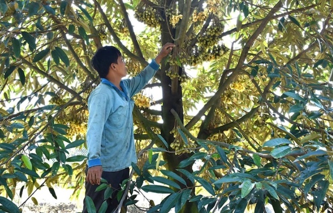 Chăm sóc cây sầu riêng mới trồng tại huyện Tân Phước, Tiền Giang