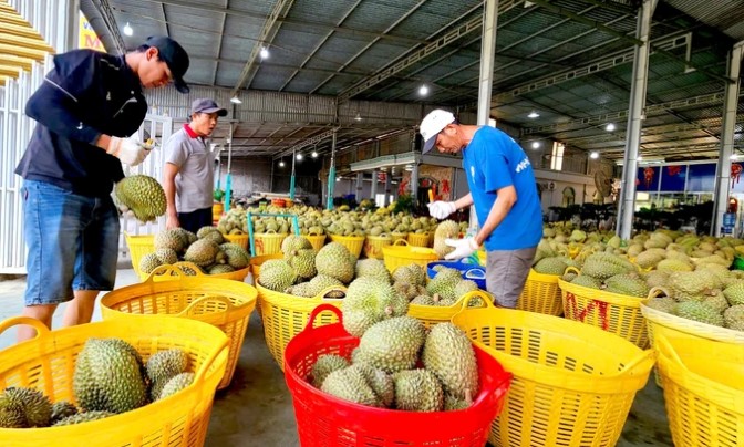 Một vựa thu mua sầu riêng tại huyện Cái Bè, tỉnh Tiền Giang. Ảnh: NGỌC PHÚC