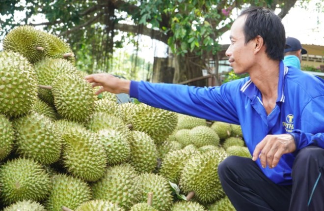 Sau cam sành đến sầu riêng có nguy cơ phải