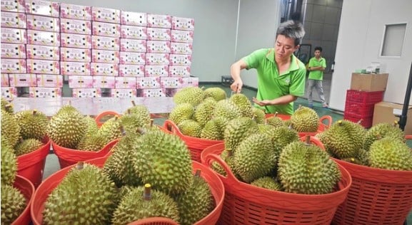 Bên trong một công ty thu mua sầu riêng xuất khẩu tại tỉnh Bến Tre