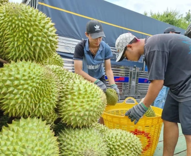 Thu hoạch sầu riêng tại Nam bộ và Tây Nguyên. Ảnh minh họa