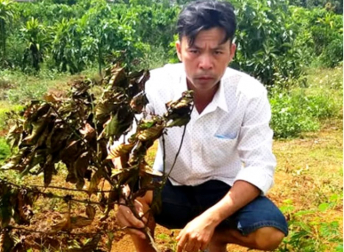 Rẫy cà phê của anh Vũ Xuân Hải liên tục bị kẻ xấu phá hoại