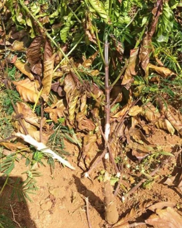 Những cây cà phê đang cho quả bị kẻ xấu chặt phá