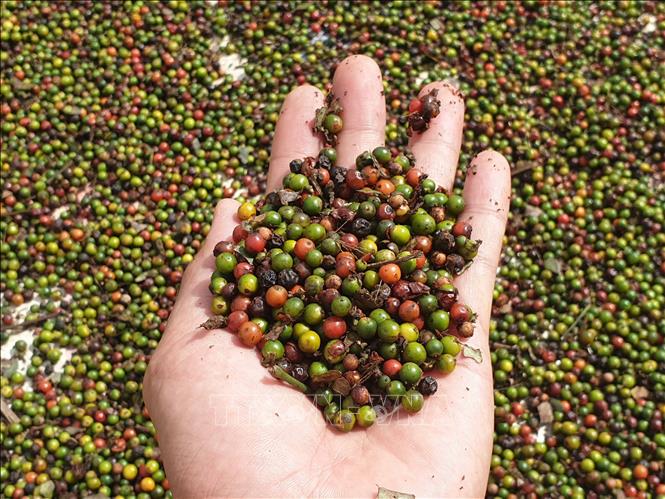 Giá tiêu hôm nay 12/5, giá tiêu Tây Nguyên và miền Nam tăng sốc phiên giao dịch đầu tuần thêm 2.500 – 3.000 đồng/kg, giúp hồ tiêu lên cao nhất đầu năm.