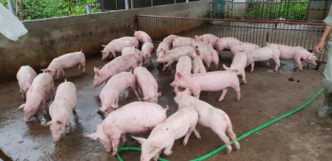 Giá lợn giống có nơi lên tới gần 3 triệu đồng/con.