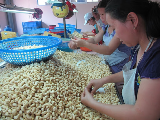 Dịch COVID-19 khiến ngành điều ngày càng khó khăn.