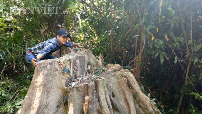 Do chuyển đổi mục đích quản lý rừng sang trồng cao su, nên hàng loạt cây rừng cổ thụ, tại khu vực dự án Sasco đã bị cưa hạ. Ảnh: Nguyễn Hùng