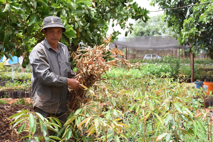 Đại lý phân bón cam chết chở những cây bị thiệt hại đi chăm sóc