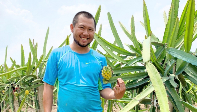 Thanh niên 9X này đã mạnh dạn chuyển đổi hơn 3 công thanh long đỏ sang thanh long vàng. Ảnh: Minh Đảm.