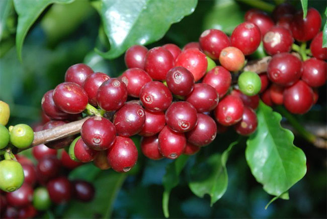 Nguồn gốc của những hạt cà phê giá sỉ tại cà phê nguyên chất chủ yếu được trồng tại Lâm Đồng, Tây Nguyên, Bình Phước… nơi hội tụ đầy đủ yếu tố thổ nhưỡng, khí hậu, con người… cho ra những hạt cà phê nguyên chất thơm ngon nức tiếng.