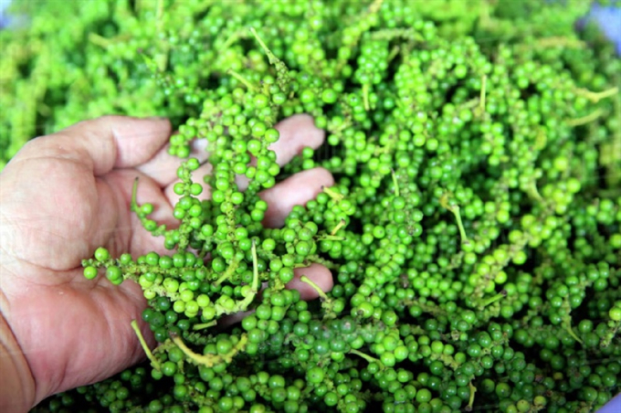 Giá hồ tiêu tăng tới 1.500 đồng/kg.