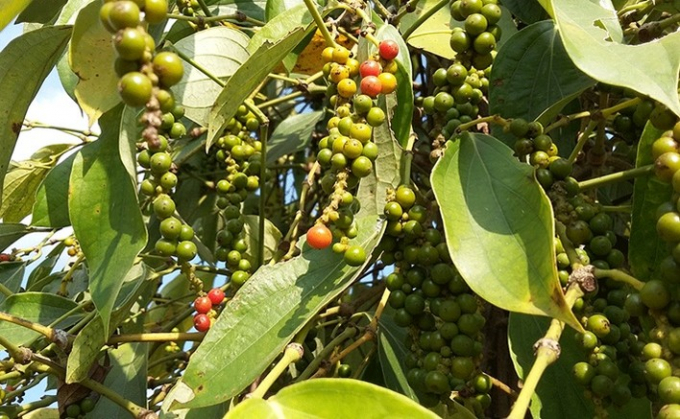 Giá tiêu hôm nay 27/5, sau phiên tăng mạnh vào thứ Hai với mức tăng 1.500 đồng/kg toàn miền, giá tiêu hôm nay tại Tây Nguyên, miền Nam đi ngang.