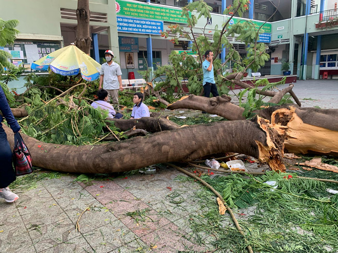 Hình ảnh cây đổ gây tai nạn thương tâm tại Trường THCS Bạch Đằng, quận 3, TP.HCM PHỤ HUYNH CUNG CẤP