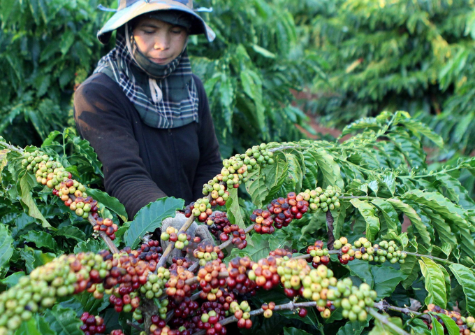 Những trái cà phê chín mọng được thu hoạch ở mảnh đất vàng Đắk Lắk, Gia Lai, Buôn Mê Thuột… như mang cả tinh túy đất trời, mang đến cho người thưởng thức vô vàn trải nghiệm thú vị bên ly cà phê.