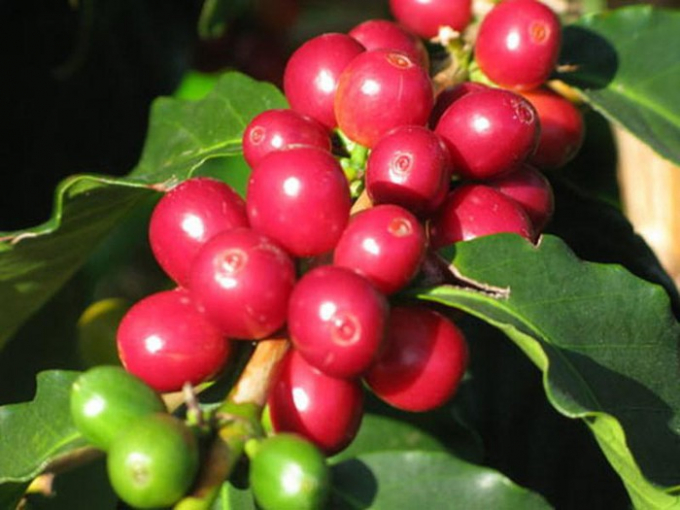 Tại Cà phê nguyên chất những trái cà phê chín mọng, không sâu bệnh được chọn lọc, chế biến theo quy trình hiện đại đảm bảo giữ được độ tươi ngon, đậm đà hương vị.