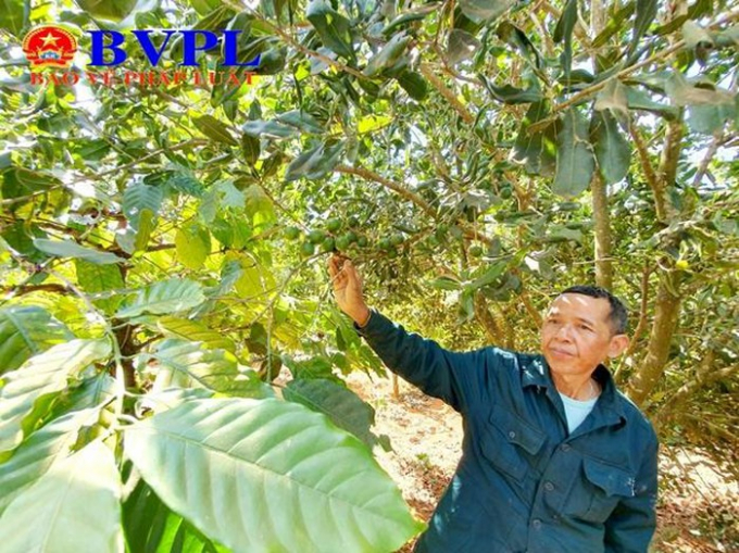 Ông Điểu Toih (xã Quảng Trực, huyện Tuy Đức, Đăk Nông) bên vườn cây mắc ca trồng xen canh với vườn cây cà phê của gia đình.