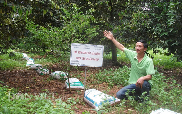 Ông Trần Anh Tùng bên vườn sầu riêng VietGAP