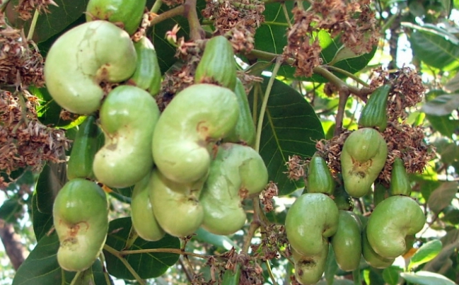 Hạt điều đem nướng sẽ trở thành món ăn dân dã, đậm đà hương vị quê hương. Ảnh: NNVN.