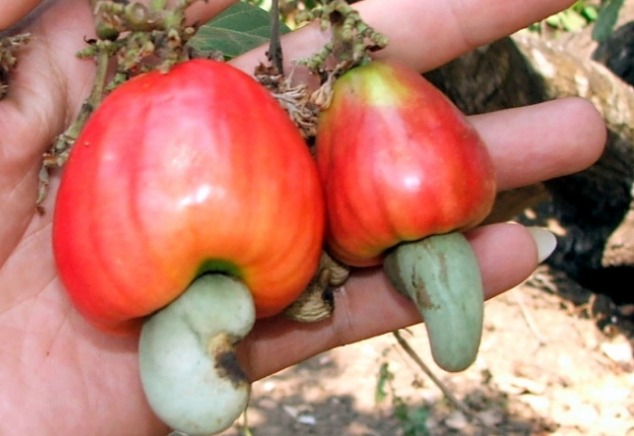 Quả điều. Ảnh: NNVN.