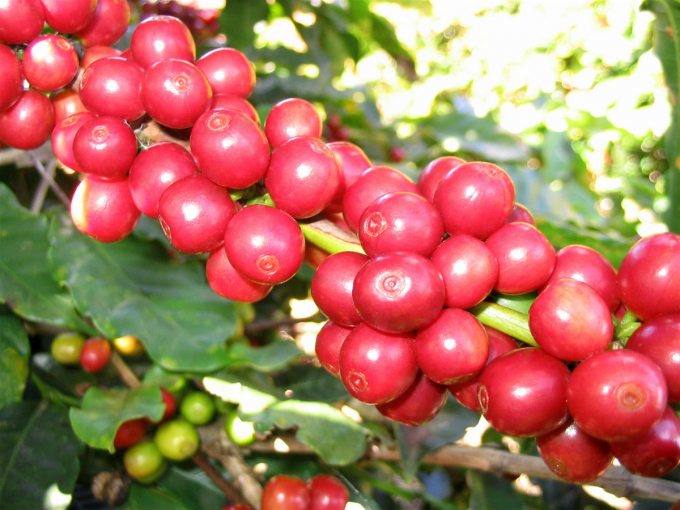 Các sản phẩm cà phê Robusta của cà phê nguyên chất đều được trồng ở vùng đất vàng cho ra cà phê ngon như Buôn Mê Thuột, Gia Lai…