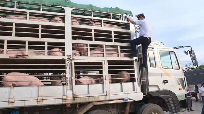Cán bộ trạm kiểm dịch động vật Lao Bảo đang kiểm tra lợn giống NK. Ảnh do Hải quan Quảng Trị cung cấp.