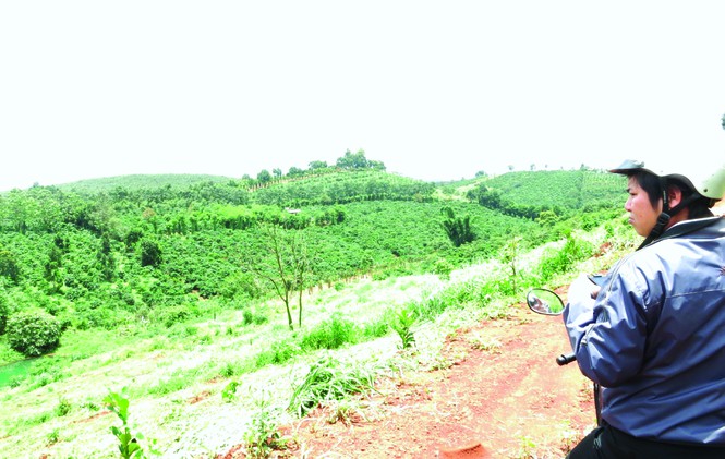 Ông Nguyễn Thanh Sơn được huyện Đắk Song cấp sổ đỏ trên đất rừng để canh tác