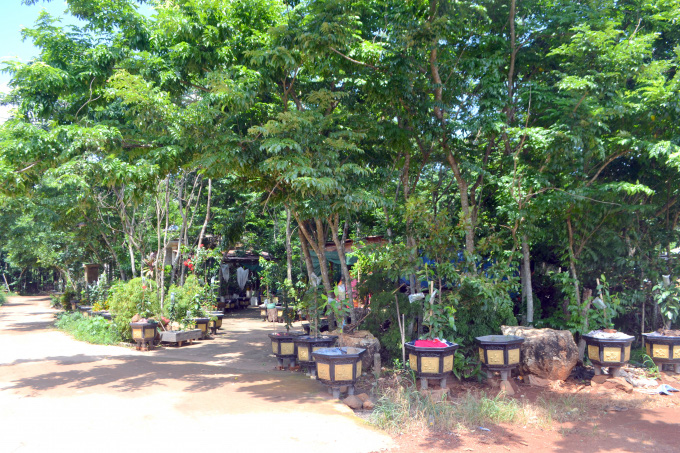 Vườn sưa xung quanh nhà ông Bùi Xuân Thủy tạo cảnh quan sinh thái mát mẻ. Ảnh: Trần Trung.