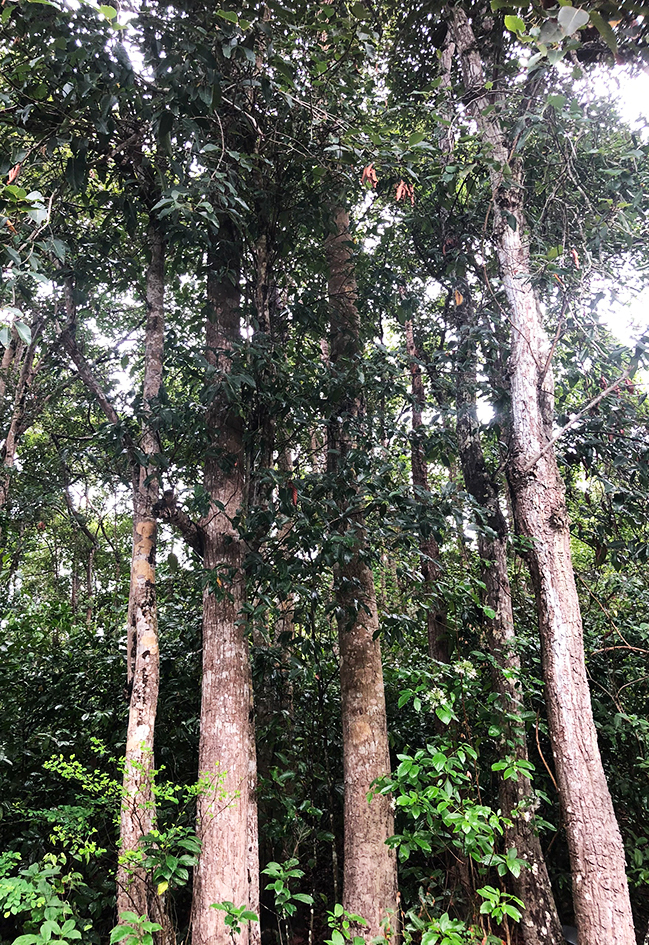 Những cây dầu tự nhiên ở khu rừng phòng hộ, nơi huyện Côn Đảo dự kiến đốn hạ để lấy đất làm khu tái định cư. Ảnh: Hắc Minh.