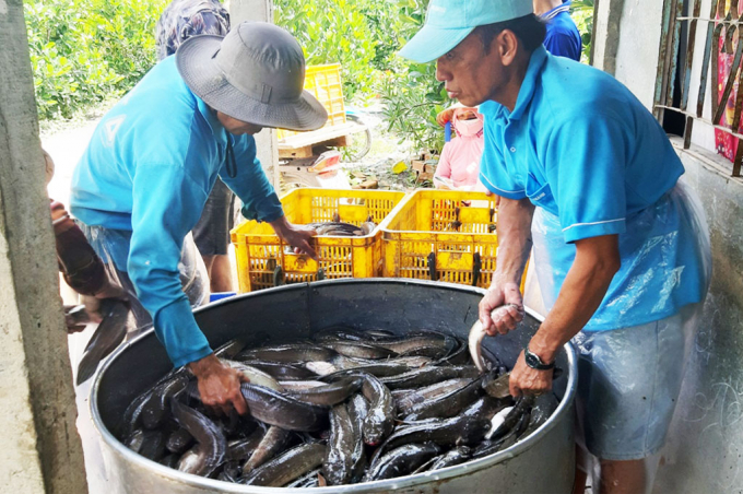 Nhiều nông dân bị thua lỗ hoặc huề vốn