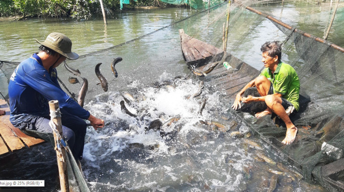 Cá đến thời kỳ thu hoạch nhưng thương lái không mua