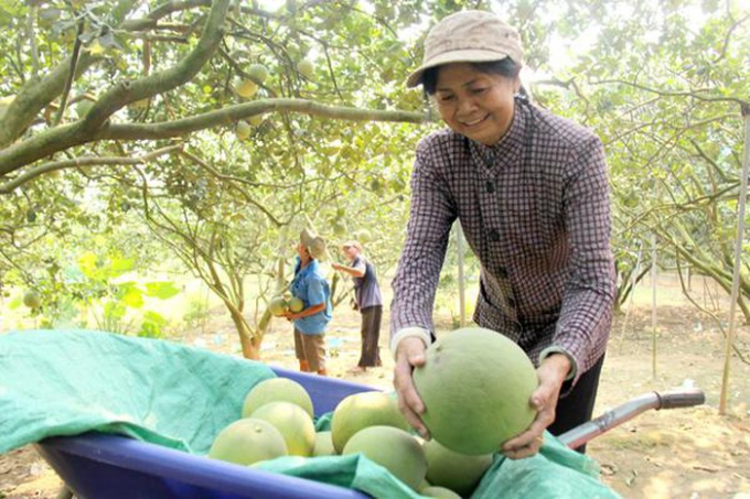 Nông dân thu hoạch bưởi tại xã Tân Bình, H.Vĩnh Cửu. Ảnh: L.Phương