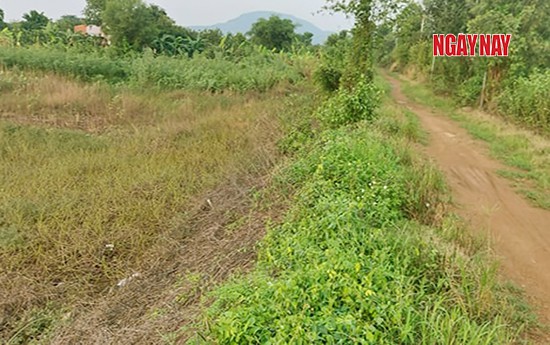Người dân cho biết đất ở khu vực này là do họ khai hoang. Ảnh: Xuân Thời