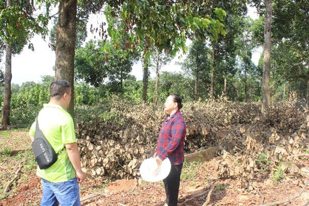 Bà Lê Thị Ngọc Vinh, 63 tuổi, ấp Gia Ui chia sẽ cùng phóng viên về khó khăn vì không được khai thác cây mình trồng