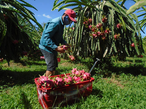 Người trồng thanh long Bình Thuận “méo mặt” vì giá quá thấp. Ảnh: HỢP PHỐ